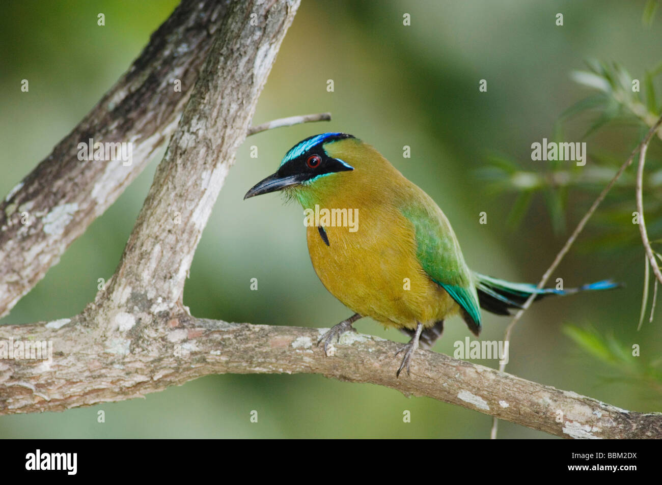 Blue crowned Motmot Momotus momota adulto appollaiato Valle Centrale Costa Rica America Centrale Dicembre 2006 Foto Stock