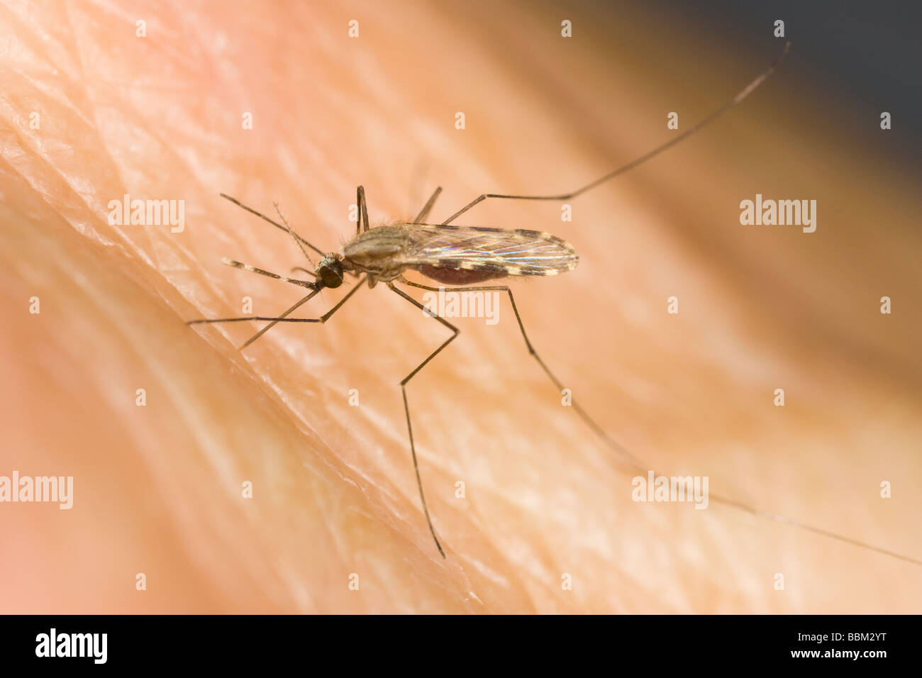 Zanzara della malaria immagini e fotografie stock ad alta risoluzione -  Alamy