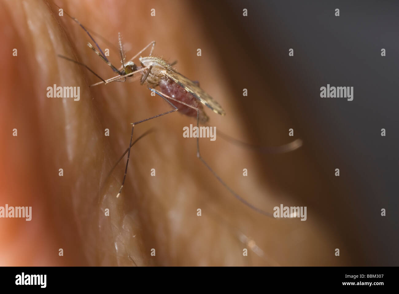 La malaria femmina (zanzara anopheles funestus) morde un braccio umano Foto Stock