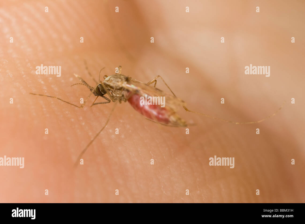 La malaria femmina (zanzara Anopheles gambiae) morde un braccio umano Foto Stock