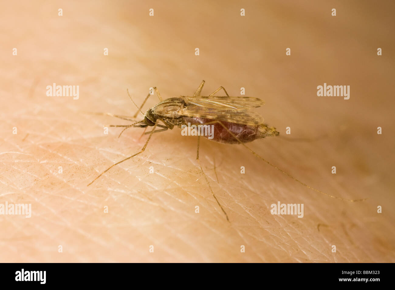 La malaria femmina (zanzara Anopheles gambiae) morde un braccio umano Foto Stock