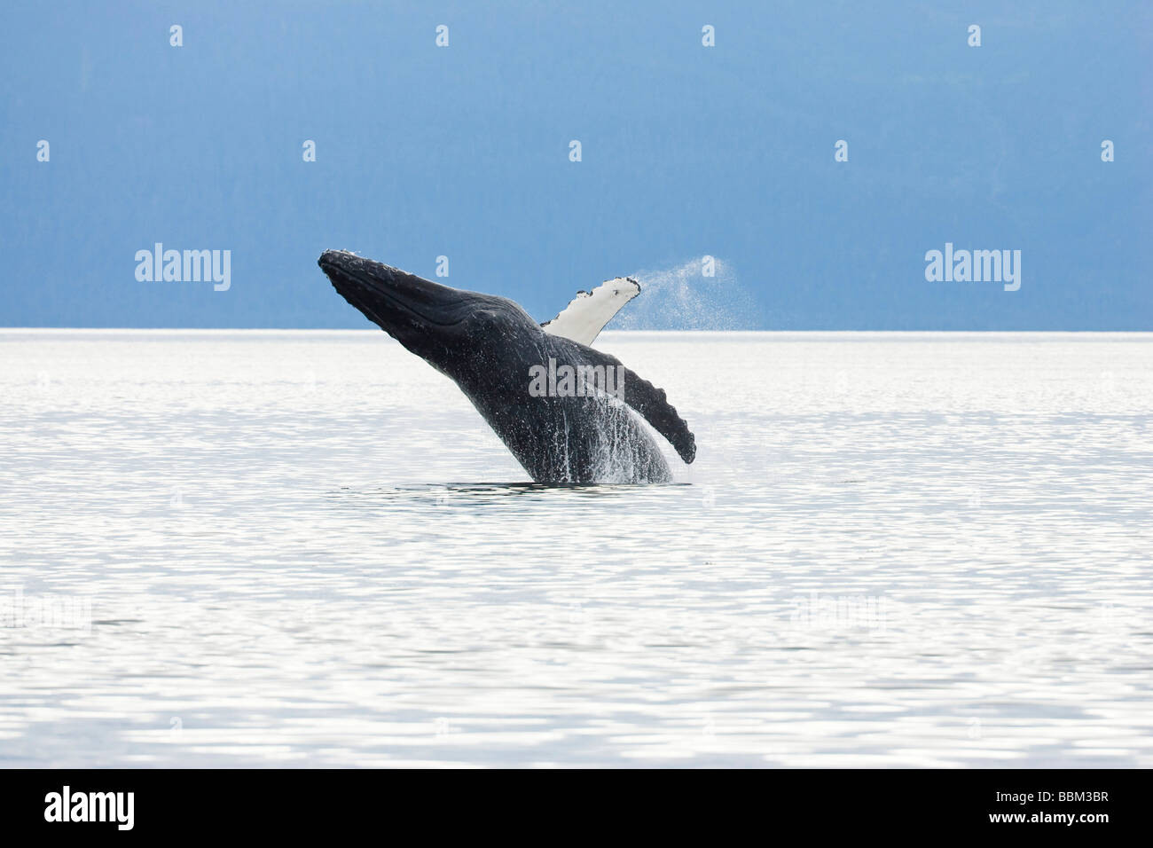 Humpback Whale violare (Megaptera novaeangliae), Baleen balene in Alaska, il passaggio interno, Alaska, STATI UNITI D'AMERICA Foto Stock