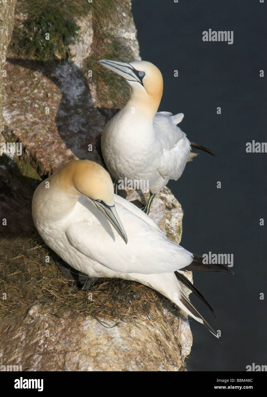Una coppia di Sule, nesting su una mensola a Bempton Cliffs riserva naturale, nei pressi di Bridlington, East Yorkshire, Regno Unito Foto Stock