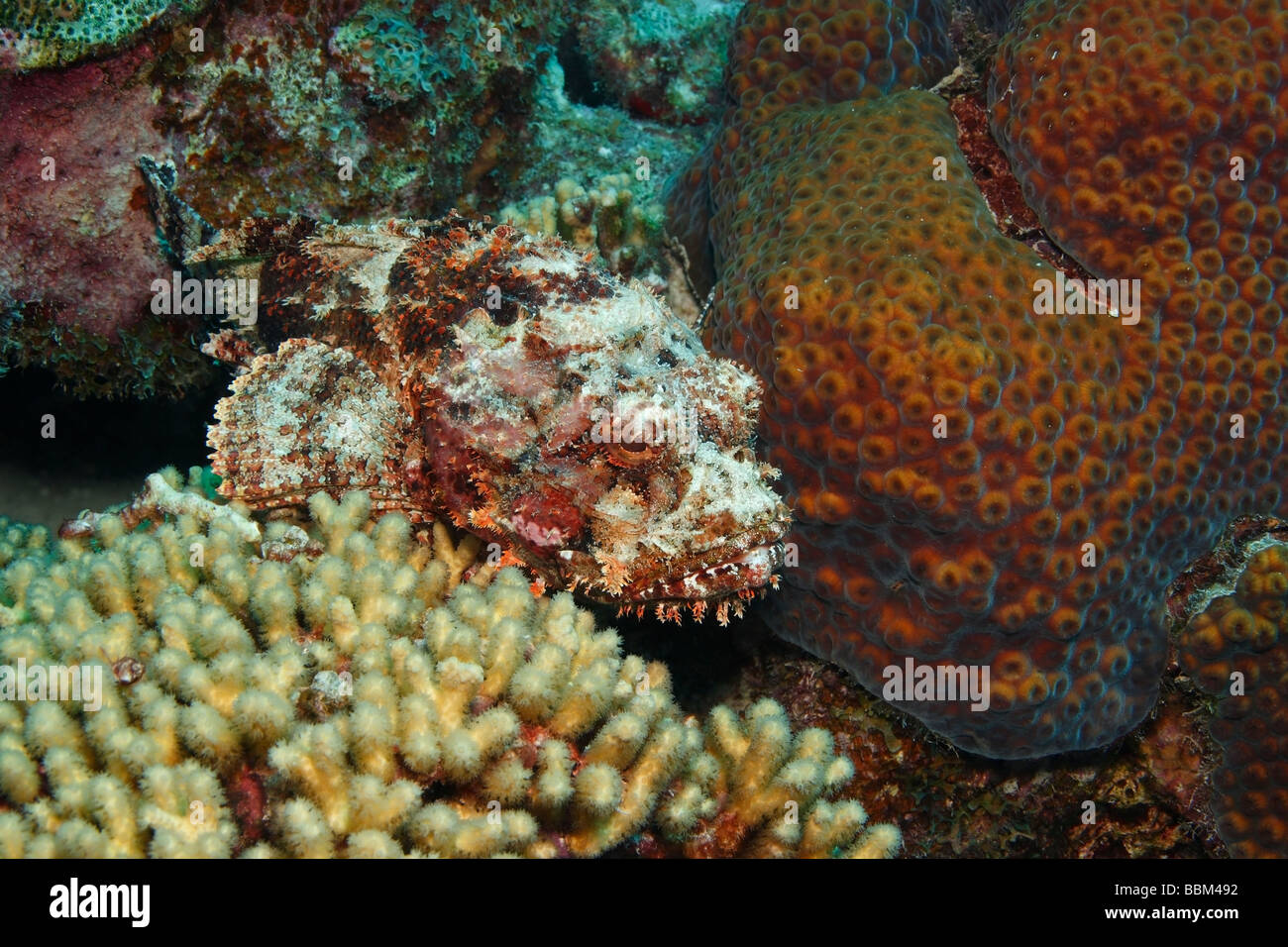 Avvistato Scorfani Scorpaena plumieri appoggiato su di una scogliera di corallo Foto Stock