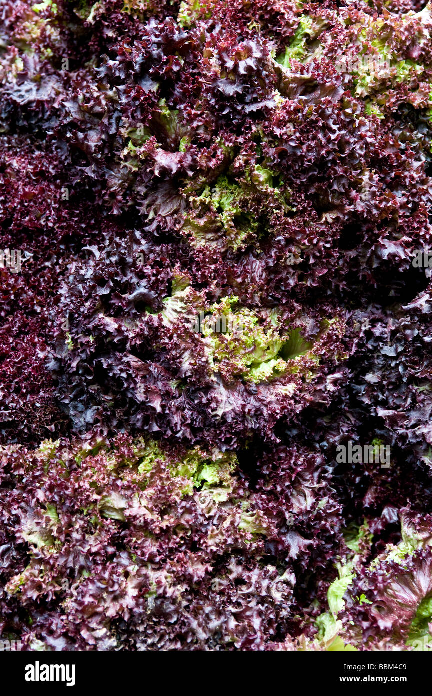 Lollo Rosso lattuga in vendita al mercato di Borough di Londra. Foto di Gordon Scammell Foto Stock