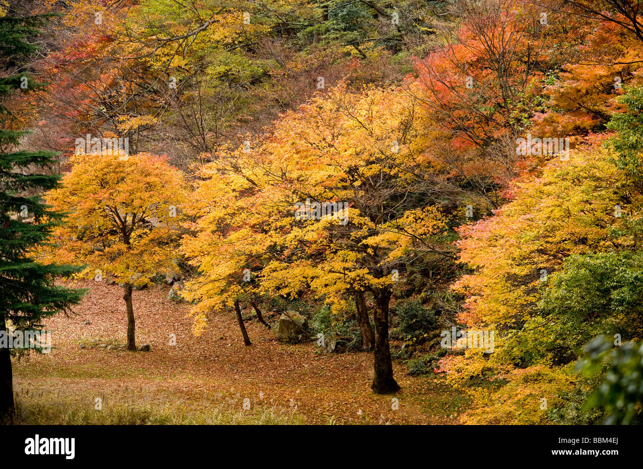 Foglie di acero in autunno area Sandankyo Prefettura di Hiroshima Hiroshima, Giappone Foto Stock