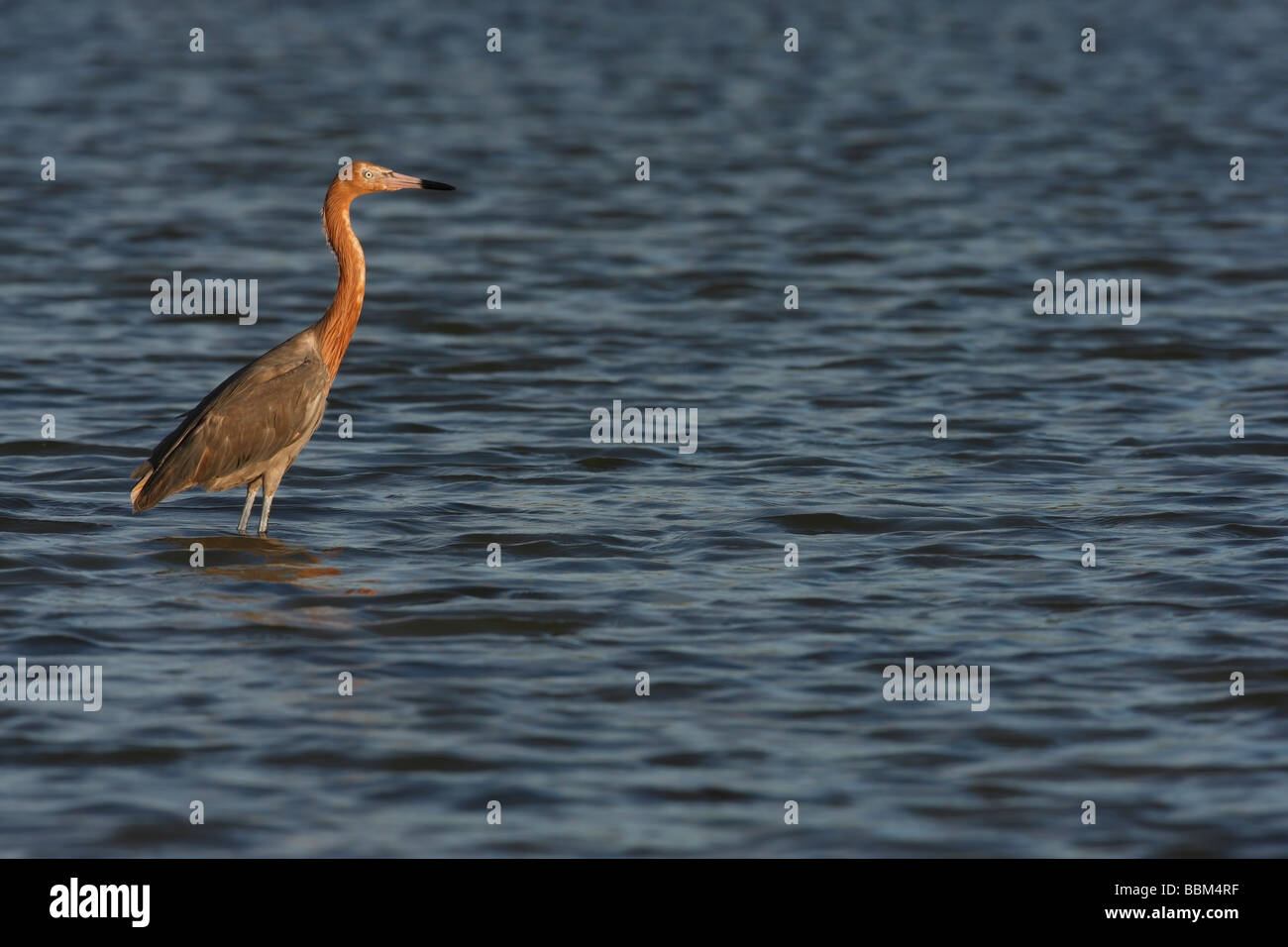 Rossastro Egretta garzetta rufescens rufescens in piedi in acqua poco profonda Foto Stock Rossastro Egretta garzetta rufescens rufescens in piedi in acqua poco profonda Foto Stock
