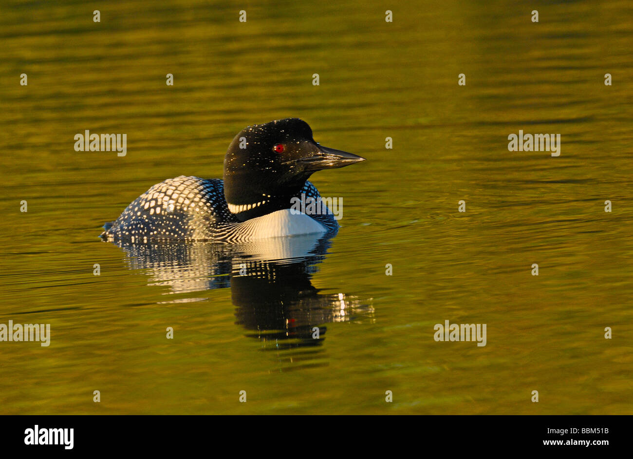 Un comune loon nuoto Foto Stock