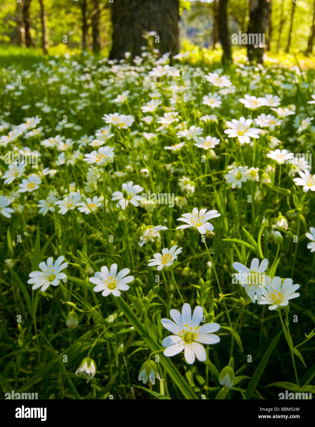 Un tappeto di fiori selvatici sul pavimento del bosco a Dalby Forest Foto Stock