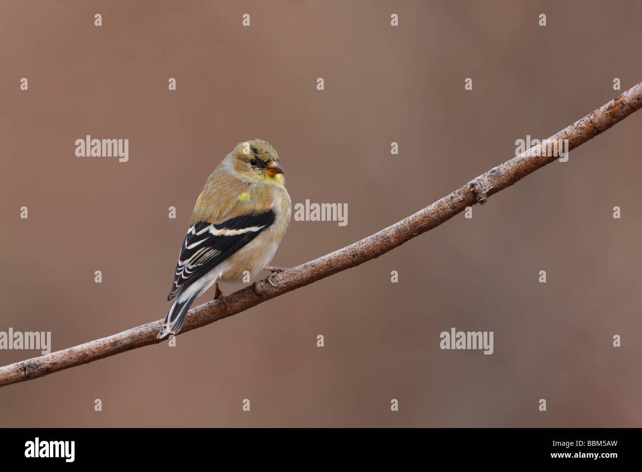 American Cardellino Carduelis tristis tristis maschio in cellule Molt all allevamento del piumaggio Foto Stock