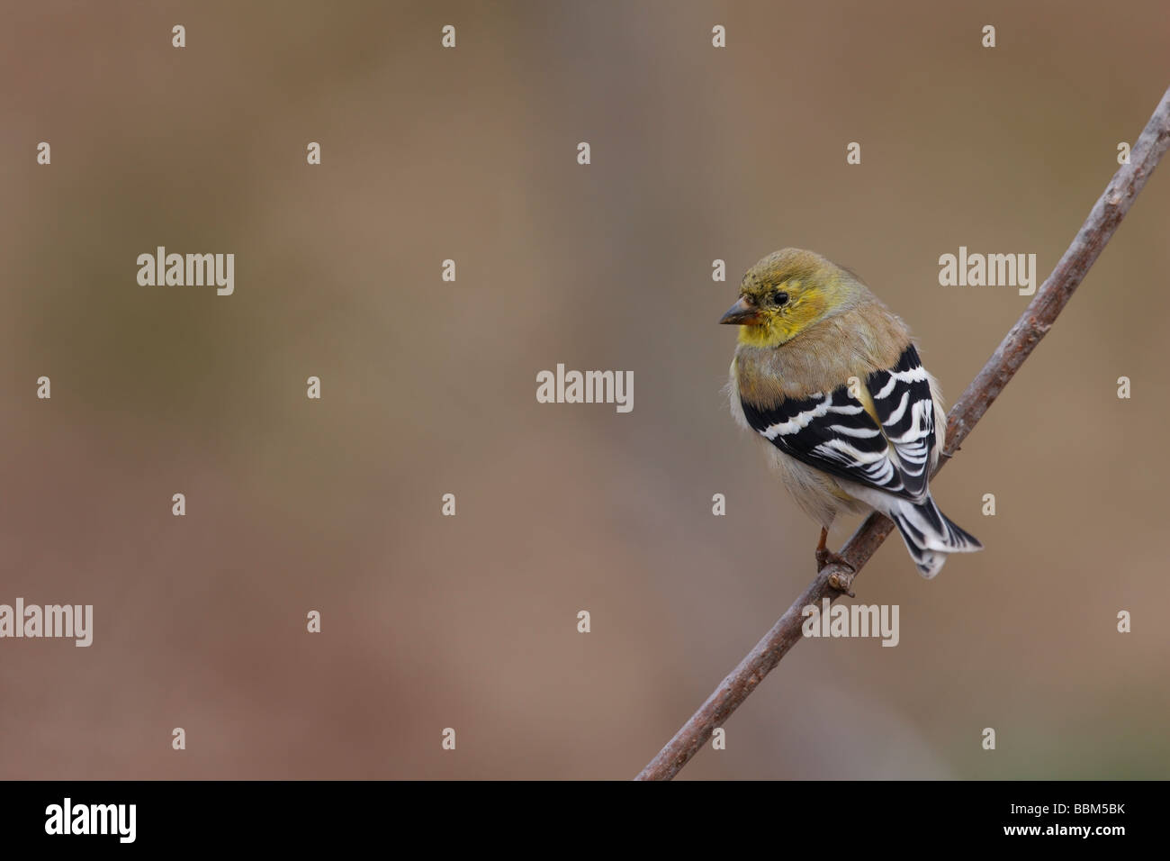 American Cardellino Carduelis tristis tristis maschio in cellule Molt all allevamento del piumaggio Foto Stock