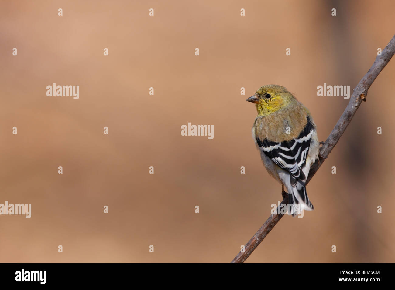 American Cardellino Carduelis tristis tristis maschio in cellule Molt all allevamento del piumaggio Foto Stock