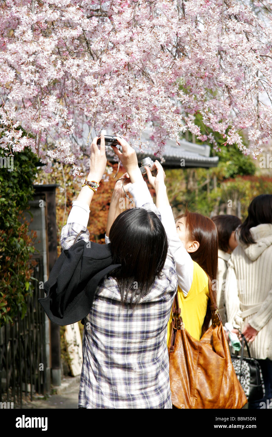 Le donne giapponesi prendendo fotografie dei fiori di ciliegio vicino Kyoto in Giappone Foto Stock