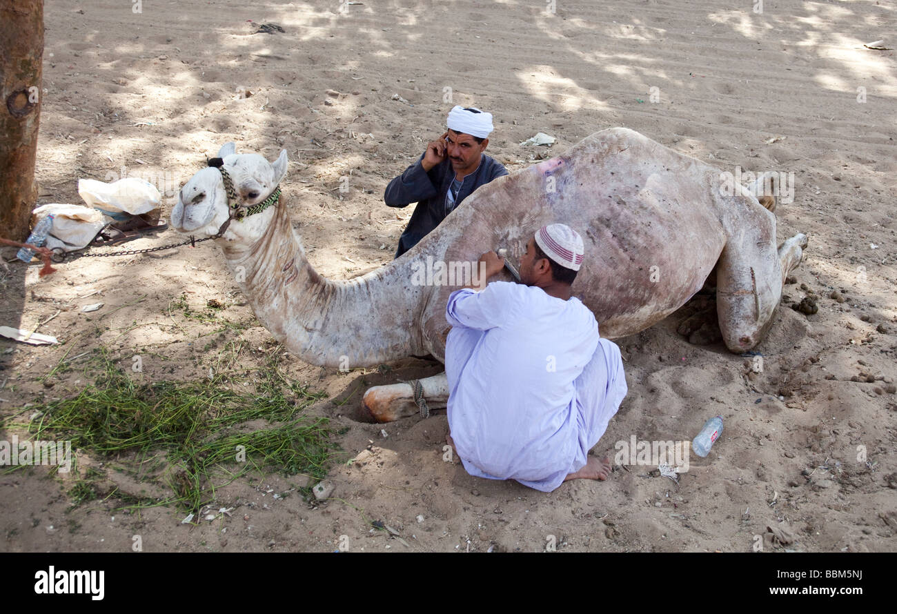 Rasatura uomo cammello mentre il suo associare i colloqui su un telefono mobile Foto Stock