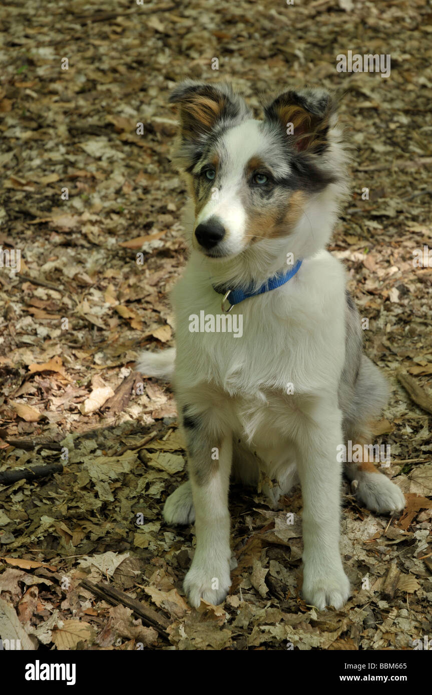 Shetland sheepdog cucciolo seduta. Foto Stock