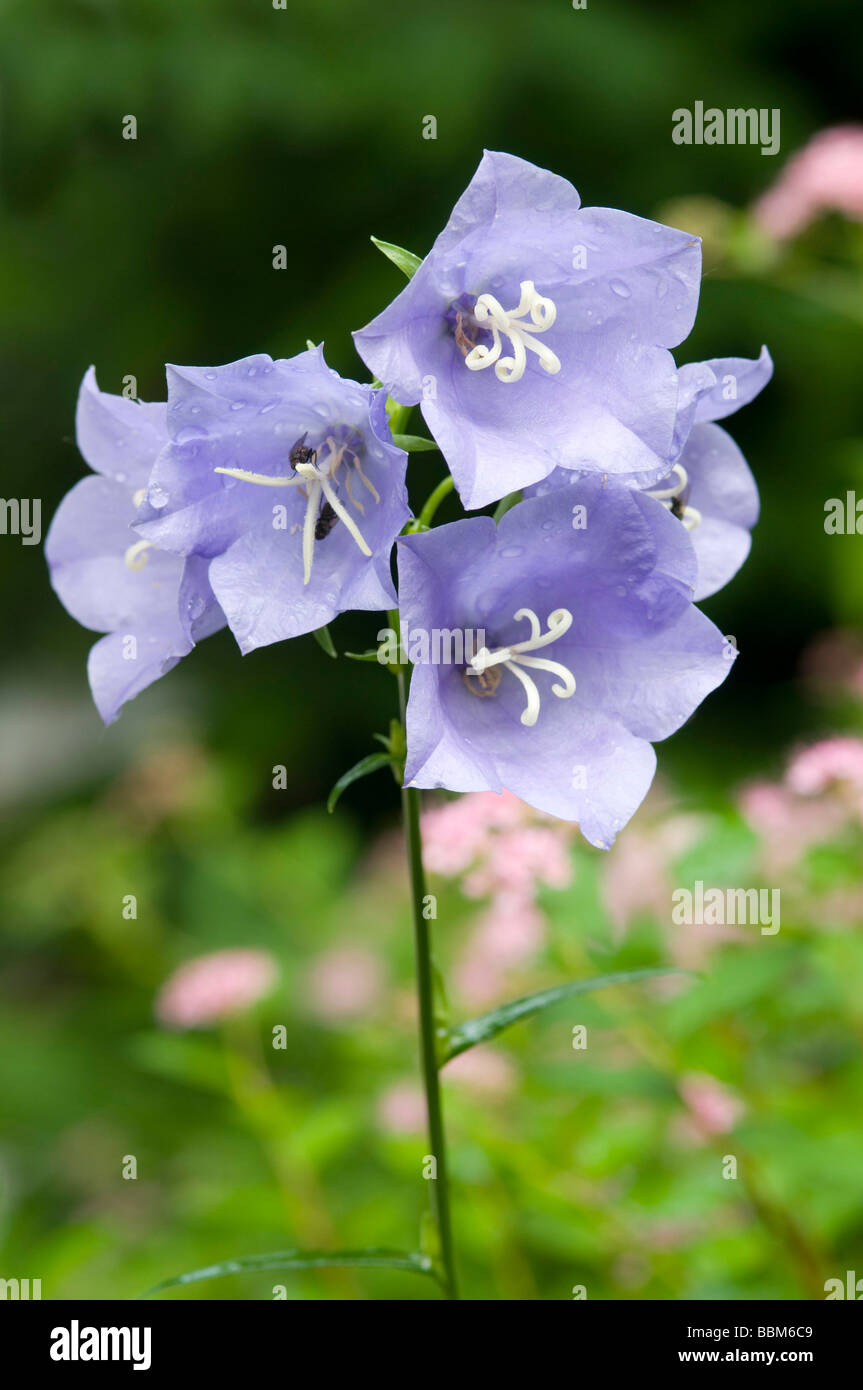 Peach-lasciarono la Campanula (Campanula persicifolia), Schwaz, in Tirolo, Austria, Europa Foto Stock