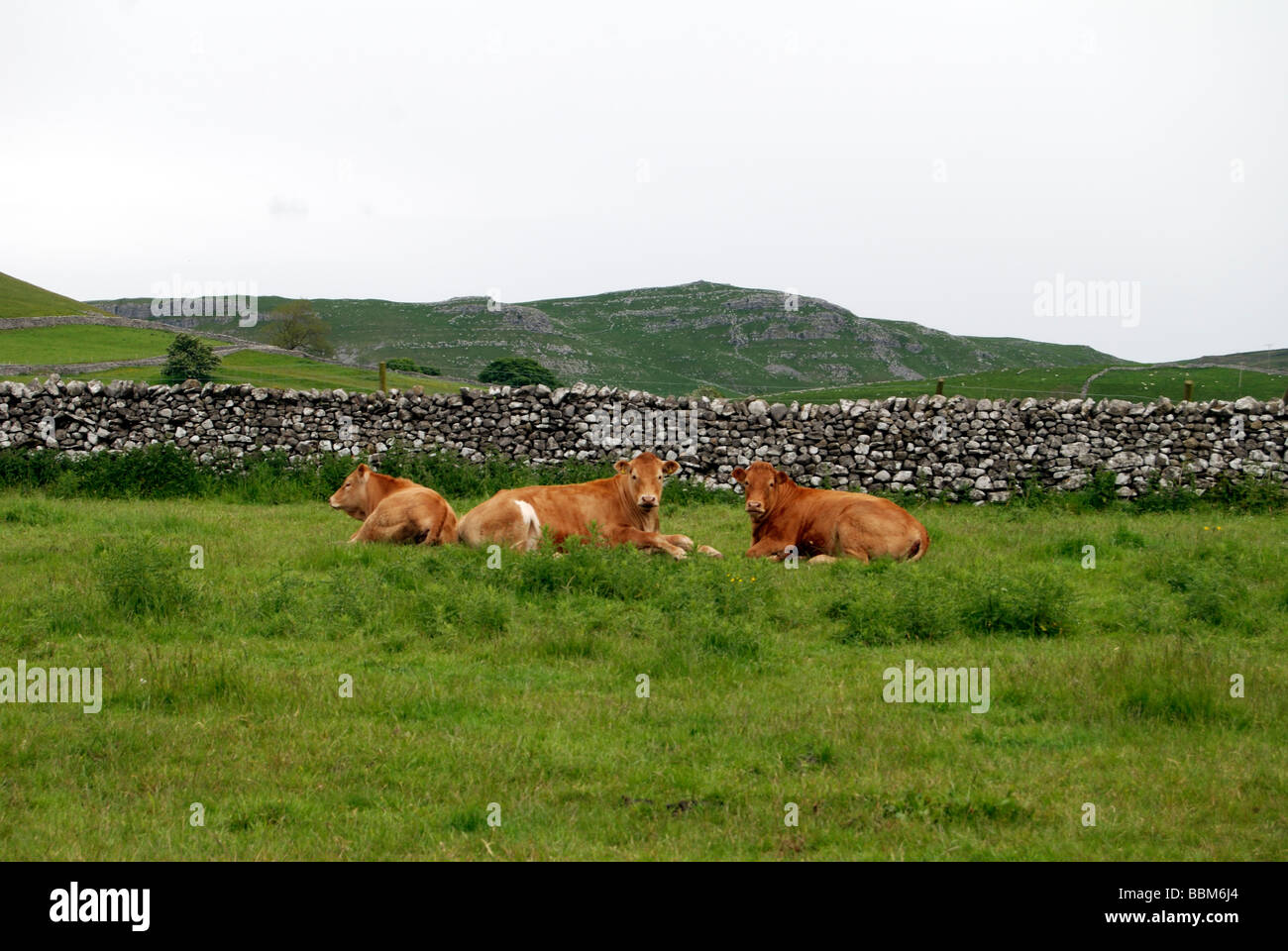 Un gruppo di tre mucche seduto in un campo di fronte a secco la parete in pietra vicino Malham villaggio in Yorkshire Dales Foto Stock
