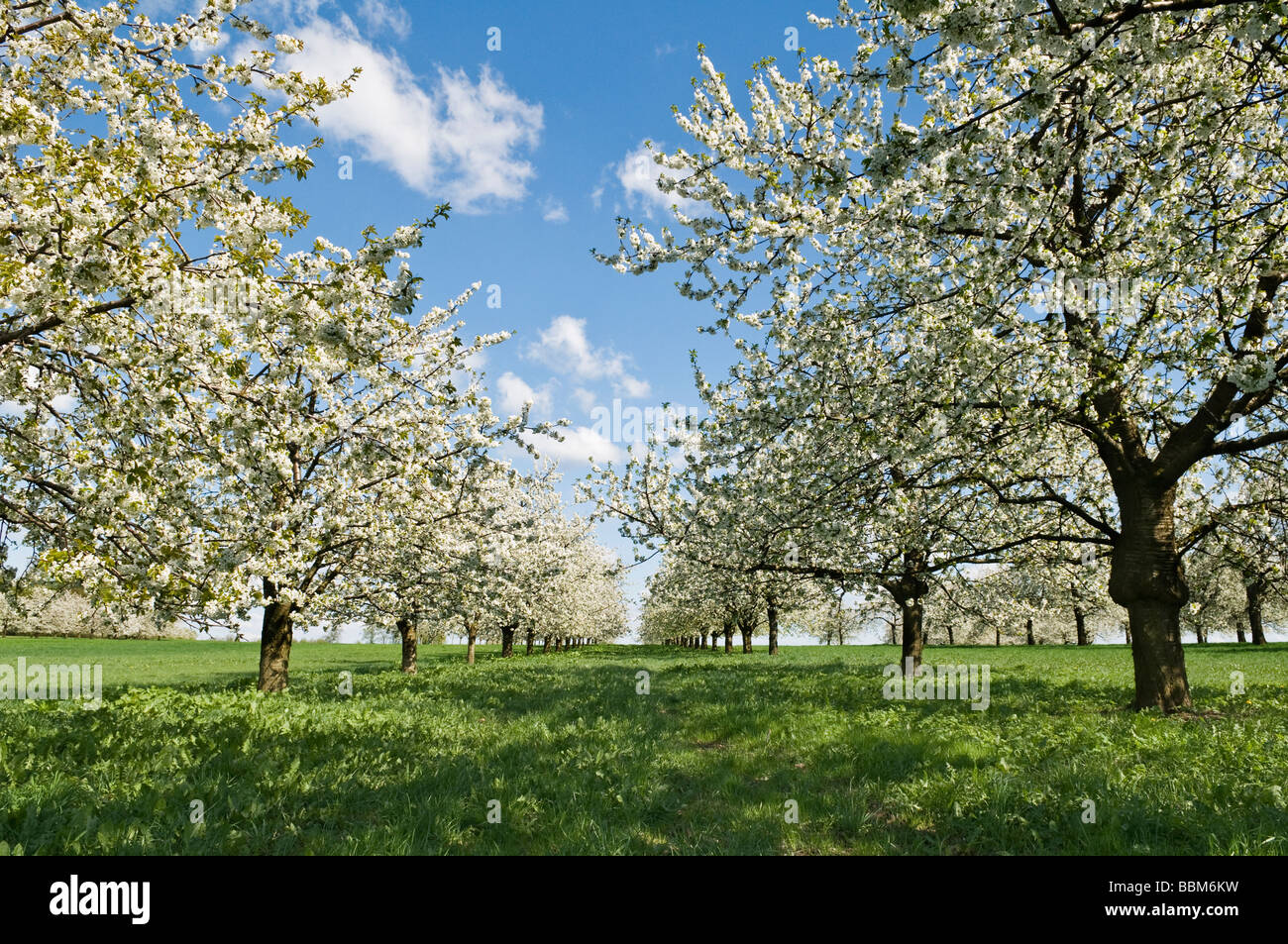 Gli alberi di ciliegio con fioriture primaverili, Franconia, Baviera, Germania Foto Stock