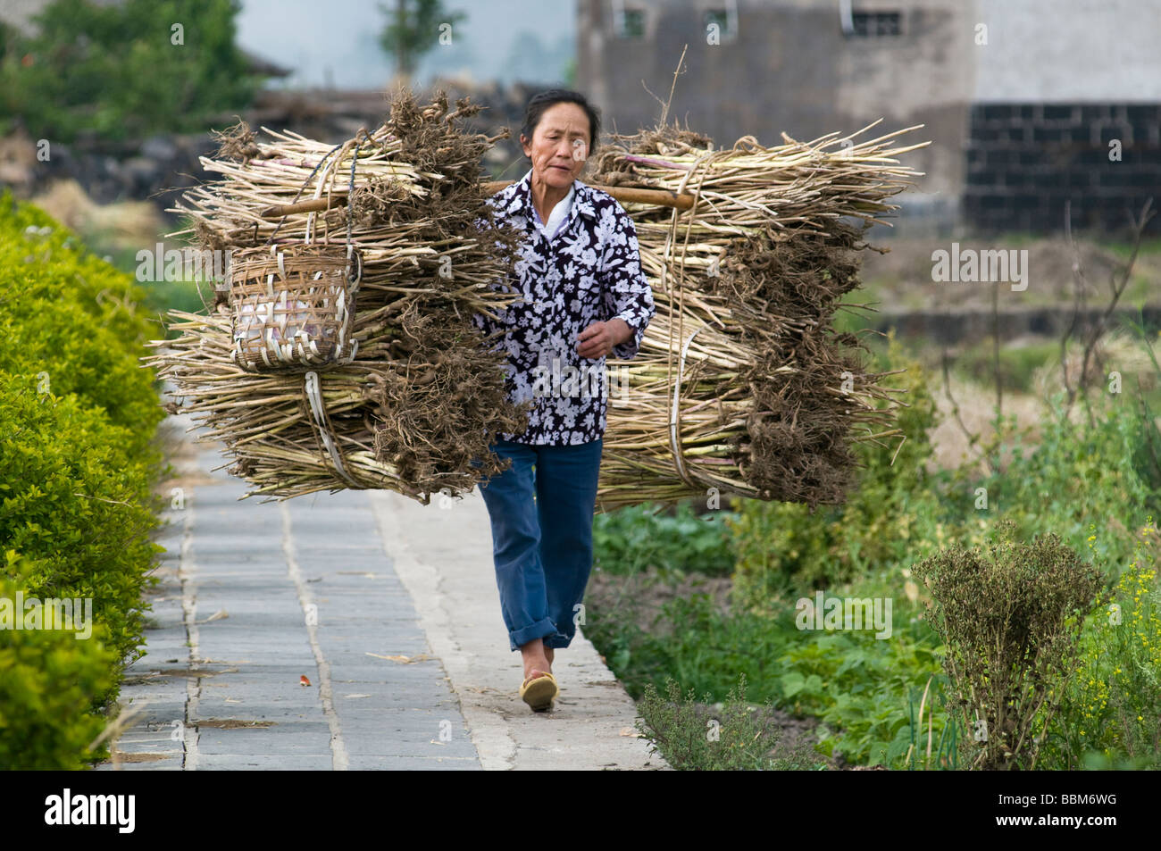 Cina contadini che trasportano le balle di grano e di fieno durante il periodo del raccolto nella provincia di Yunnan Foto di Julio Etchart Foto Stock
