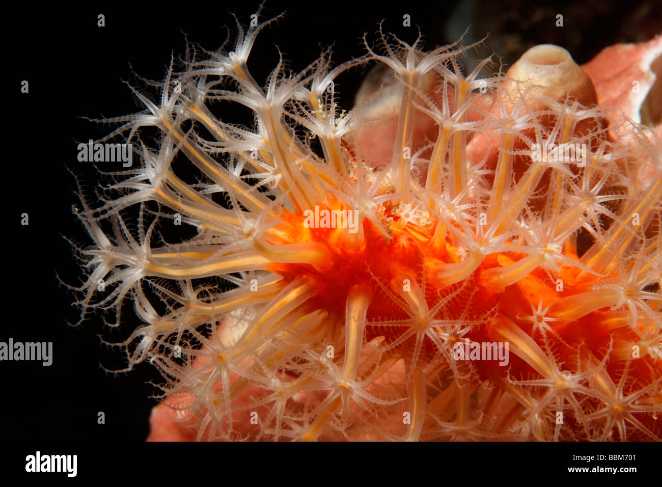 Veretillum soft coral (Veretillum sp.) con polipi, Gangga Island Isole di Bangka, Nord Sulawesi, Indonesia, Molucca Mare, Paci Foto Stock