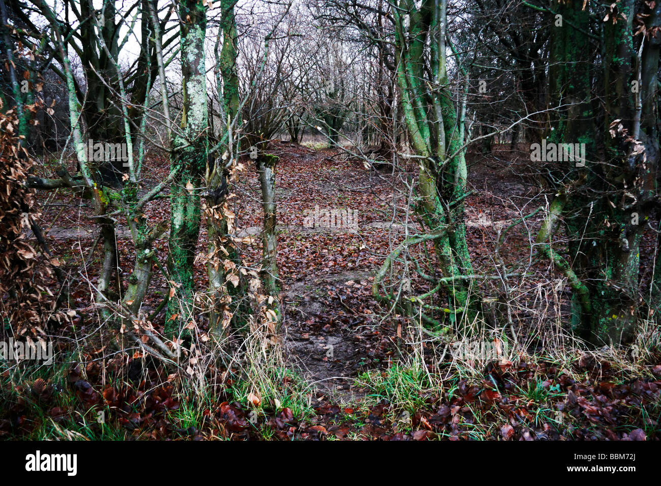 Un bosco in una formazione militare di terra, vicino a Vordingborg, Danimarca Foto Stock