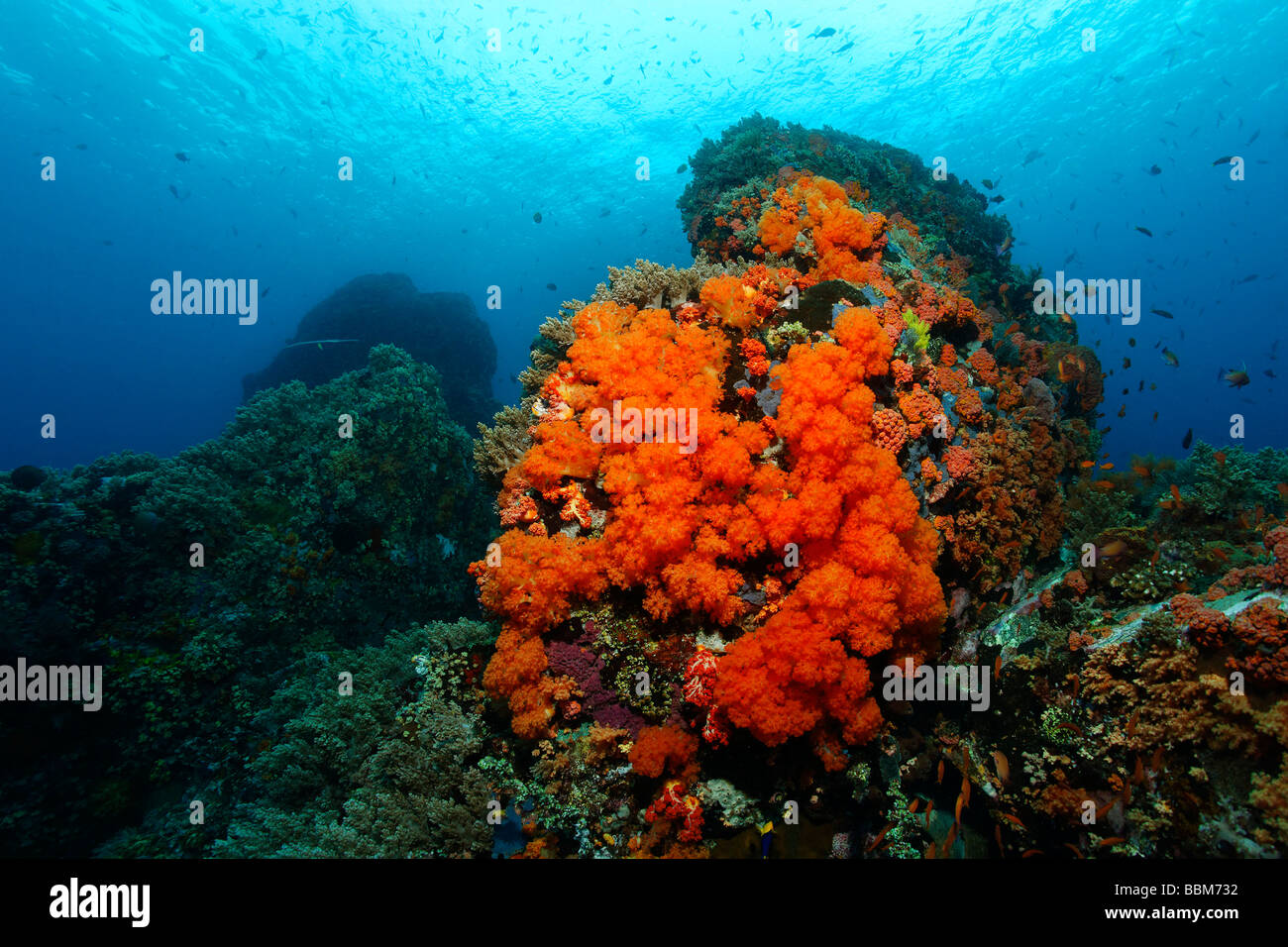Paesaggio subacqueo con blocco di corallo a Coral reef con molti rossi softcorals (Nephtheidae) e pesci, Gangga Island, Isola di Bangka Foto Stock