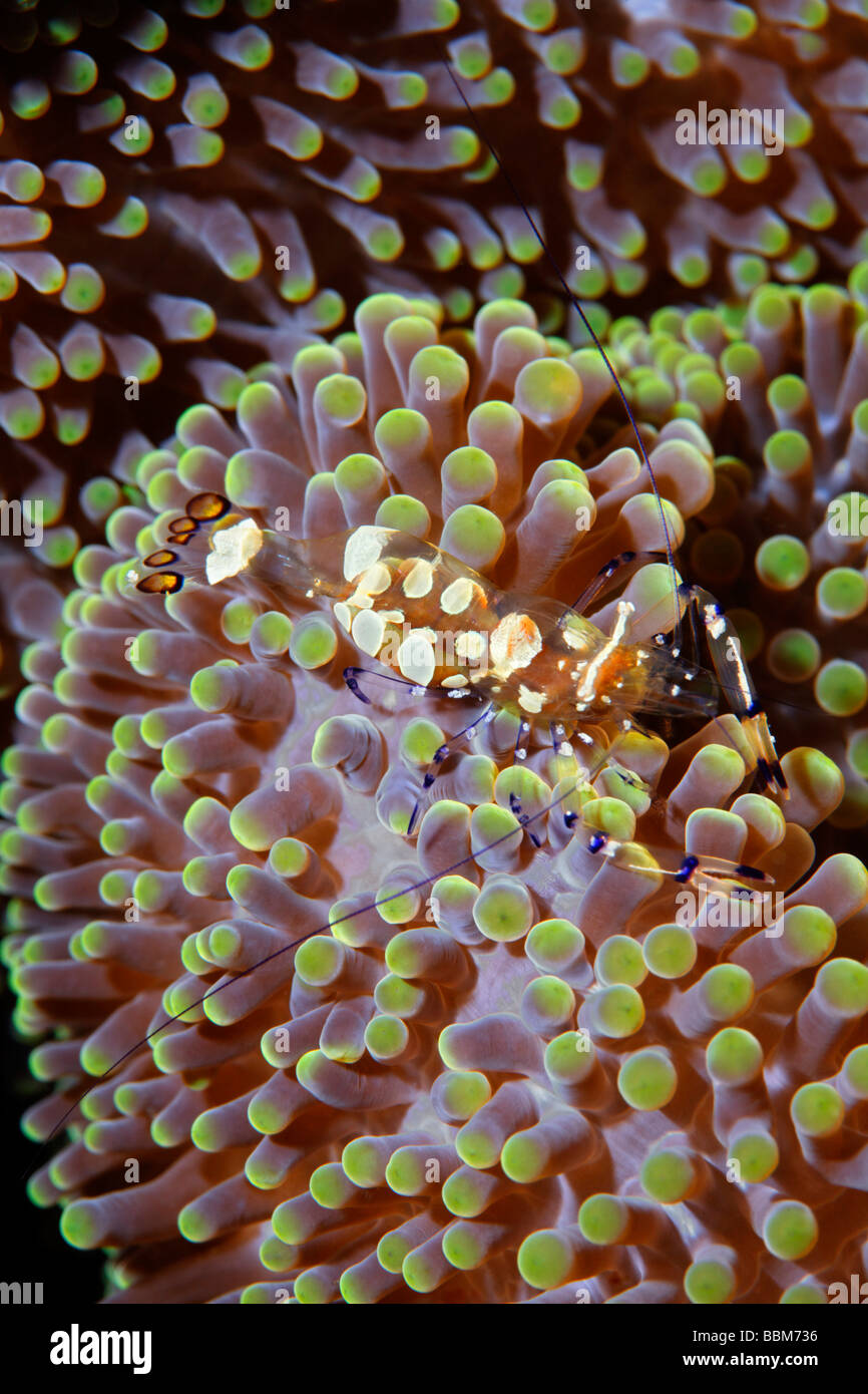 Partner (gamberetti Periclimenes brevicarpalis), anemone marittimo, Gangga Island Isole di Bangka, Nord Sulawesi, Indonesia, Molucca Sea Foto Stock