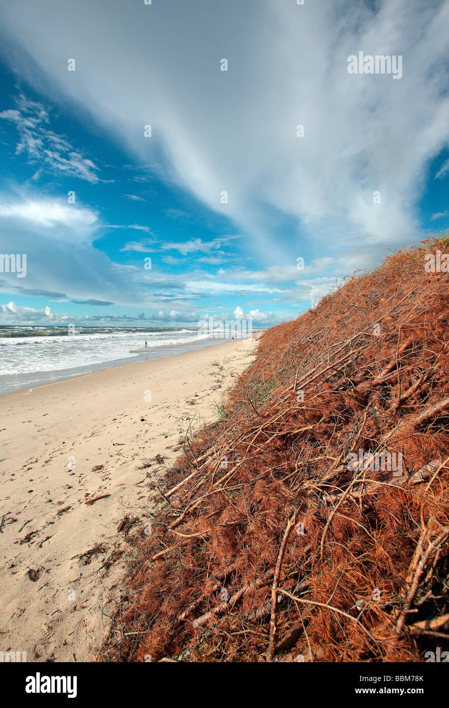 Spiaggia e duna riparata, costa baltica in Kuroeiu Nerija Parco Nazionale sul Curonian Spit in Lituania Foto Stock