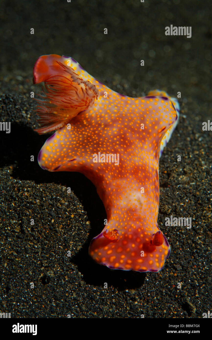 Ceratosoma Nudibranch (Ceratosoma tenue) con testa, Gangga Island Isole di Bangka, Nord Sulawesi, Indonesia, Molukka Mare, Pacifi Foto Stock