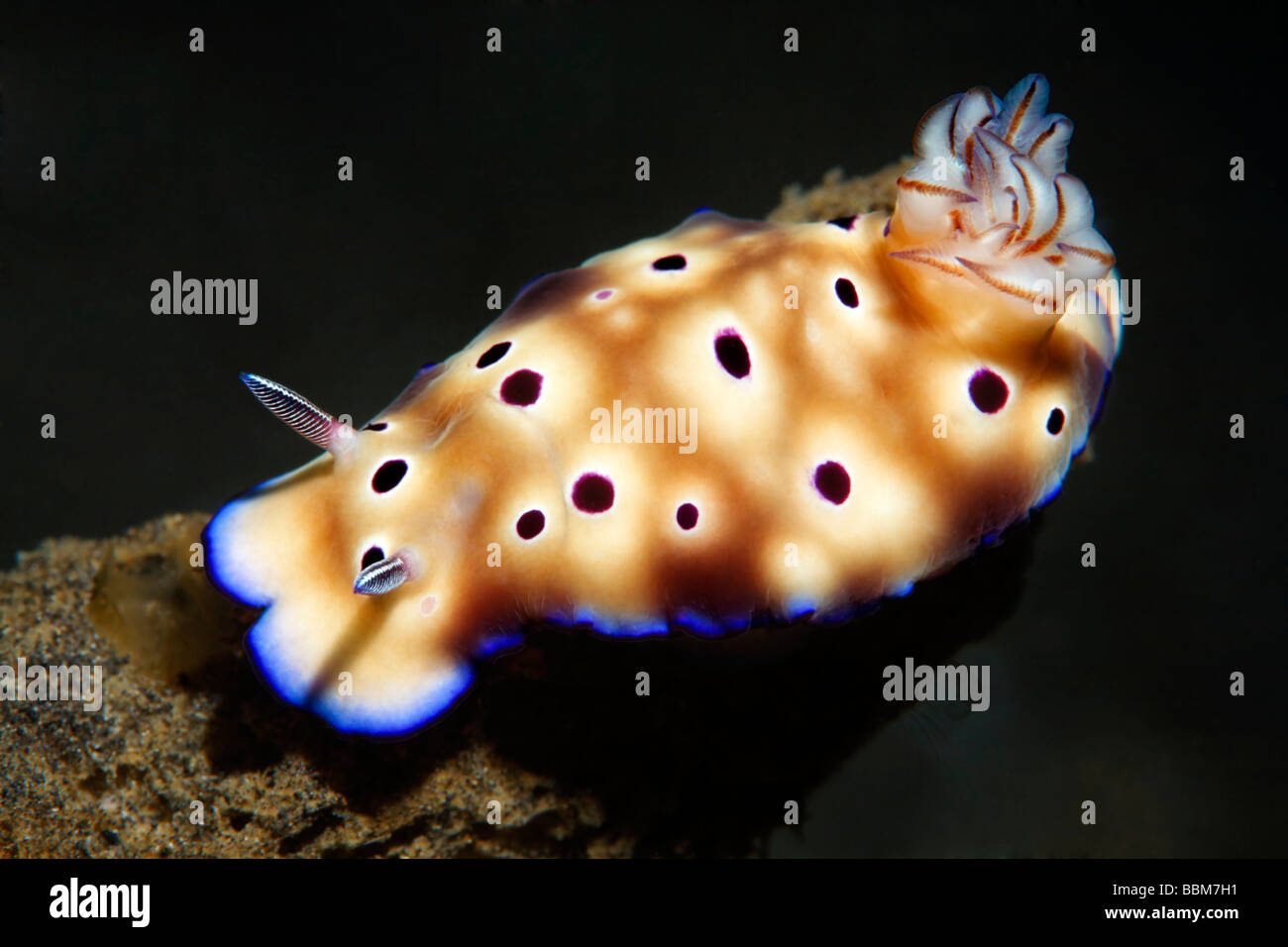 Chromodoris Nudibranch (Chromodoris leoparda) Gangga Island Isole di Bangka, Nord Sulawesi, Indonesia, Molukka Mare, pacifico, un Foto Stock