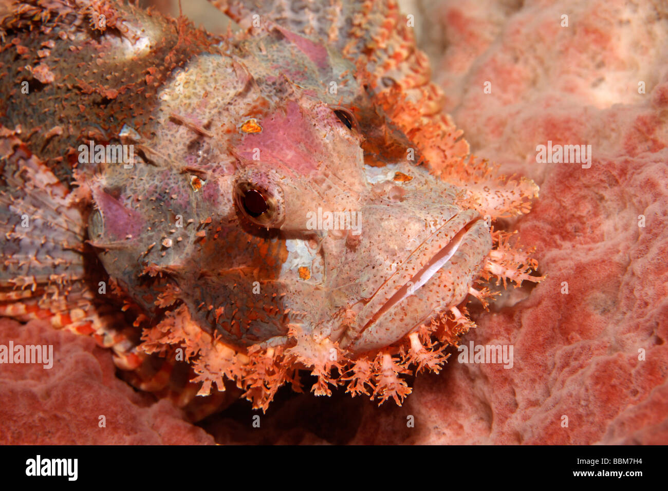 Barbuto scorfani (Scorpaenopsis barbata) in Perfetto mimetismo sulla spugna, ritratto, Gangga island isole di Bangka, Nord su Foto Stock
