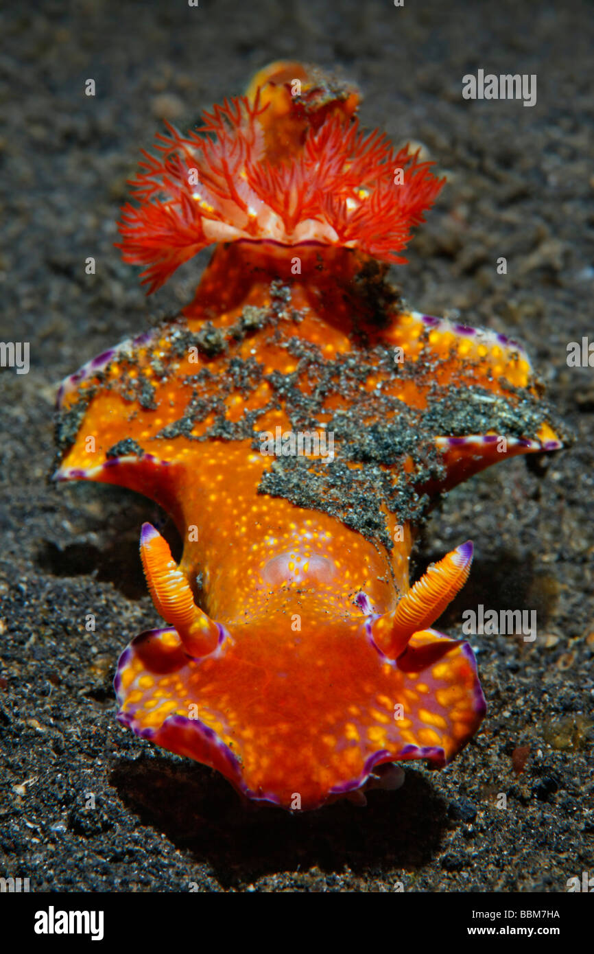 Ceratosoma Nudibranch (Ceratosoma tenue) mimetizzata con sabbia, con testa, Gangga Island Isole di Bangka, Nord Sulawesi, Indones Foto Stock