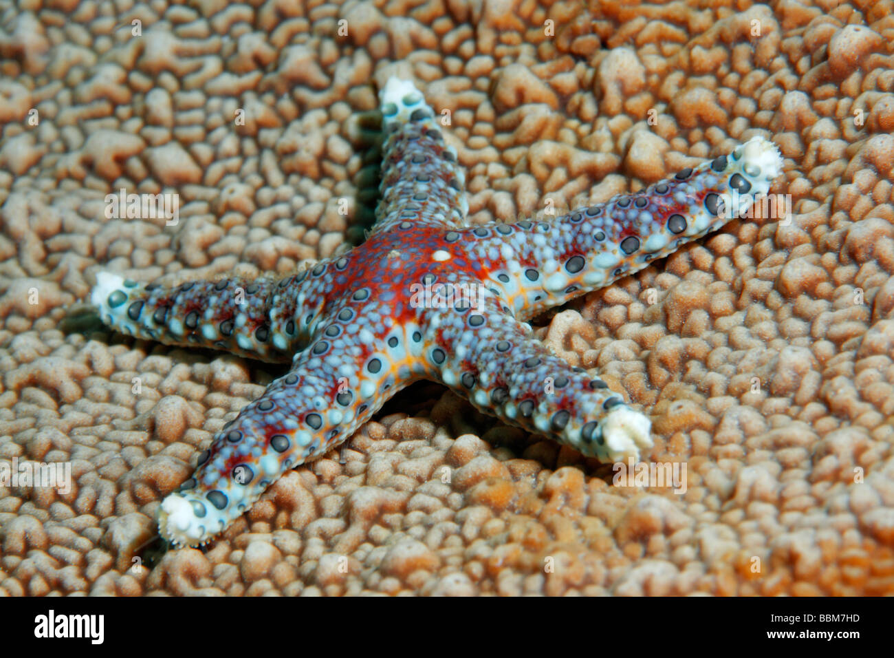 Starfish (Fromia nodosa) si muove su pietra di corallo, Gangga Island Isole di Bangka, Nord Sulawesi, Indonesia, Molukka Mare, pacifico, Foto Stock