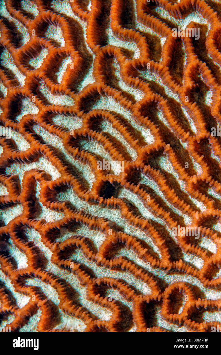 Labirinto di strette coral (Platygyra daedalea) dettagli grafici, angga isola, isole di Bangka, Nord Sulawesi, Indonesia, Molukka Foto Stock