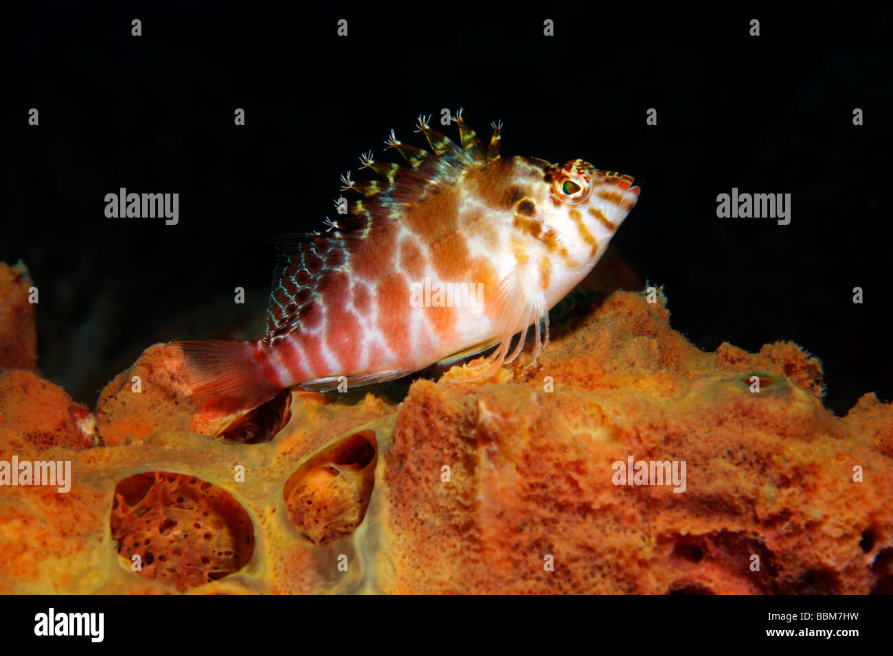 Threadfin Hawkfish (Cirrhitichthys aprinus) siede sulla spugna, Gangga Island Isole di Bangka, Nord Sulawesi, Indonesia, Molukka S Foto Stock