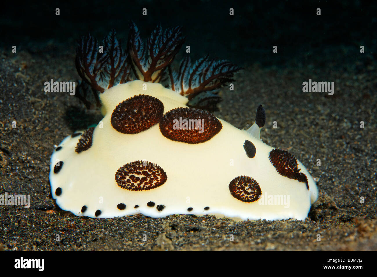 Nudibranch (Jorunna funerbris) sulla sabbia, Gangga Island Isole di Bangka, Nord Sulawesi, Indonesia, Molukka Mare, pacifico, in Asia Foto Stock