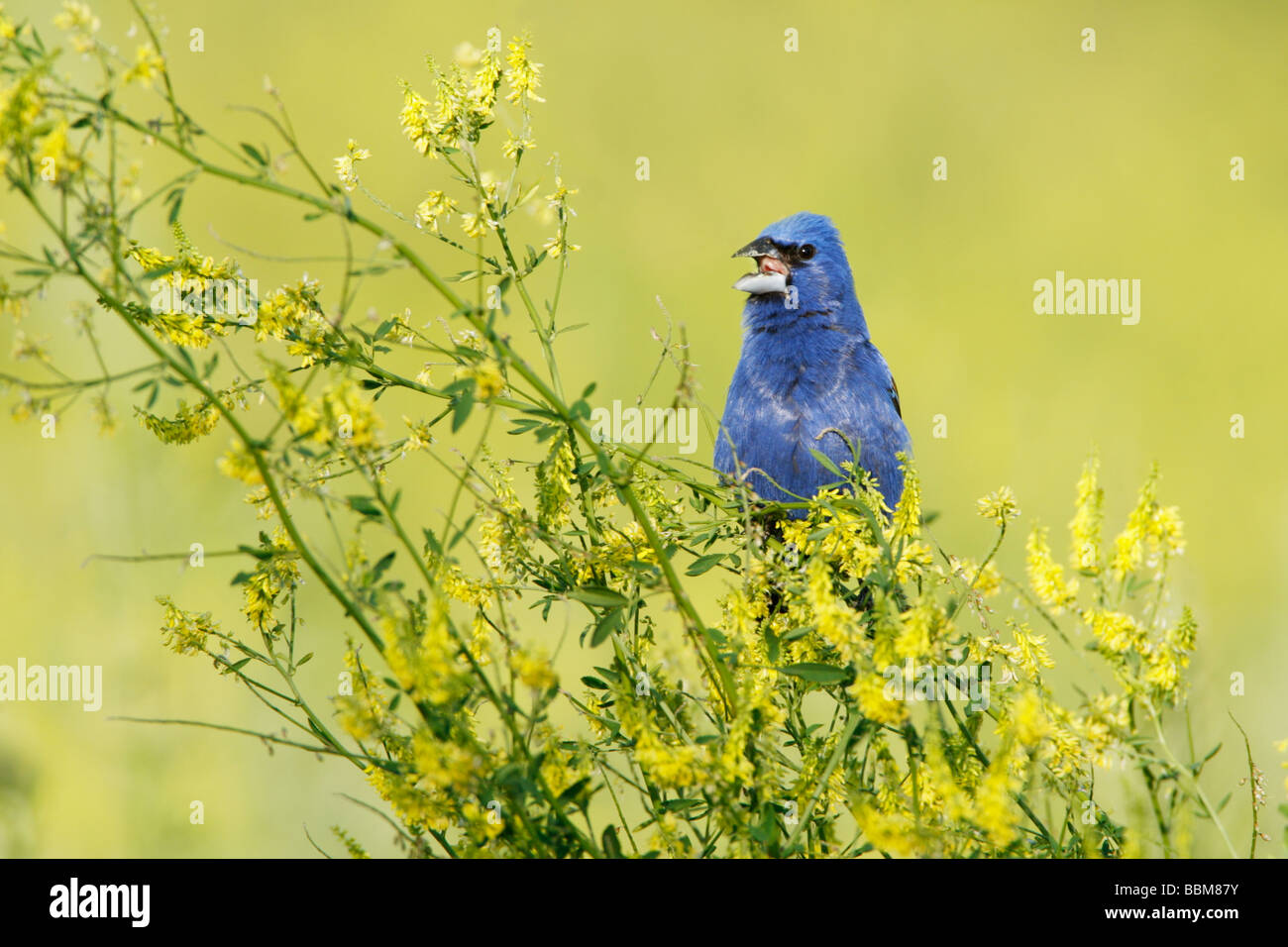 Blue Grosbeak cantando in giallo Meliloto Foto Stock