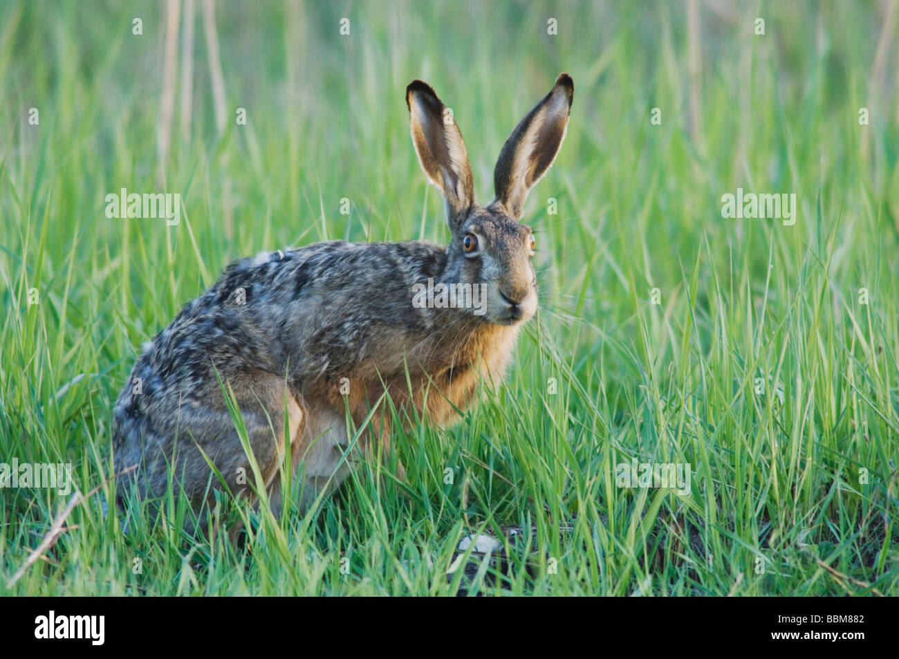 Brown lepre Lepus europaeus Parco Nazionale di lago di Neusiedl Burgenland Austria Aprile 2007 Foto Stock