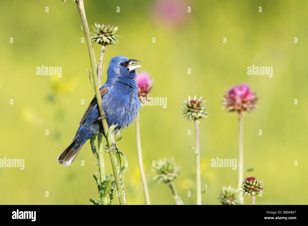 Blue Grosbeak cantando in Thistle Millefiori Blossoms Foto Stock