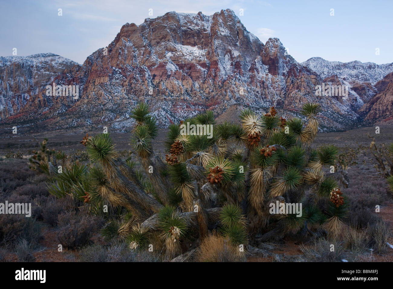 Il Red Rock Canyon National Conservation Area Las Vegas Nevada Foto Stock