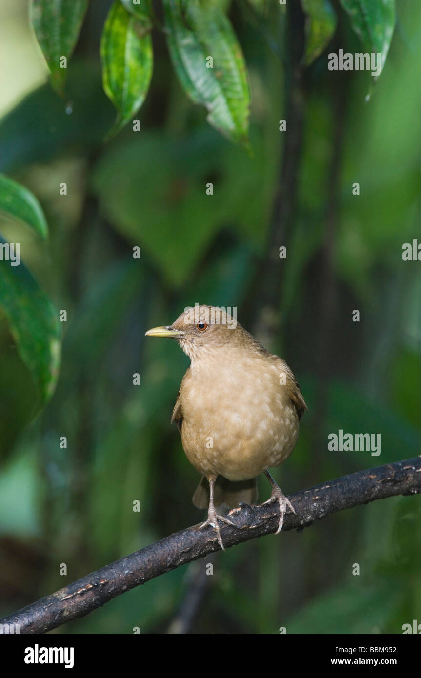 Color argilla Robin Turdus grayi adulto appollaiato Valle Centrale Costa Rica America Centrale Dicembre 2006 Foto Stock