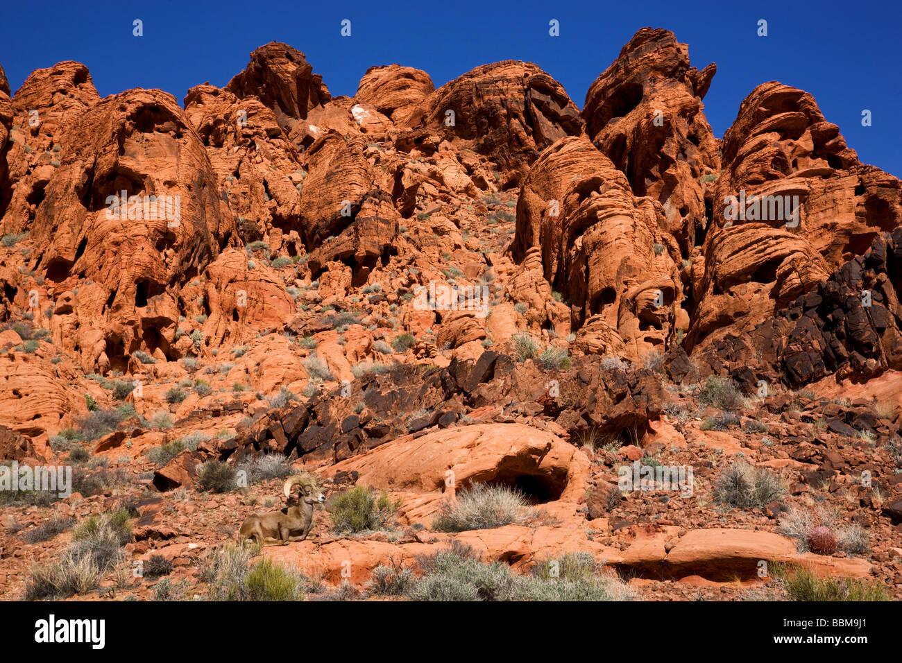 Desert Bighorn nella Valle del Fuoco del Parco Statale di circa un ora da Las Vegas Nevada Foto Stock