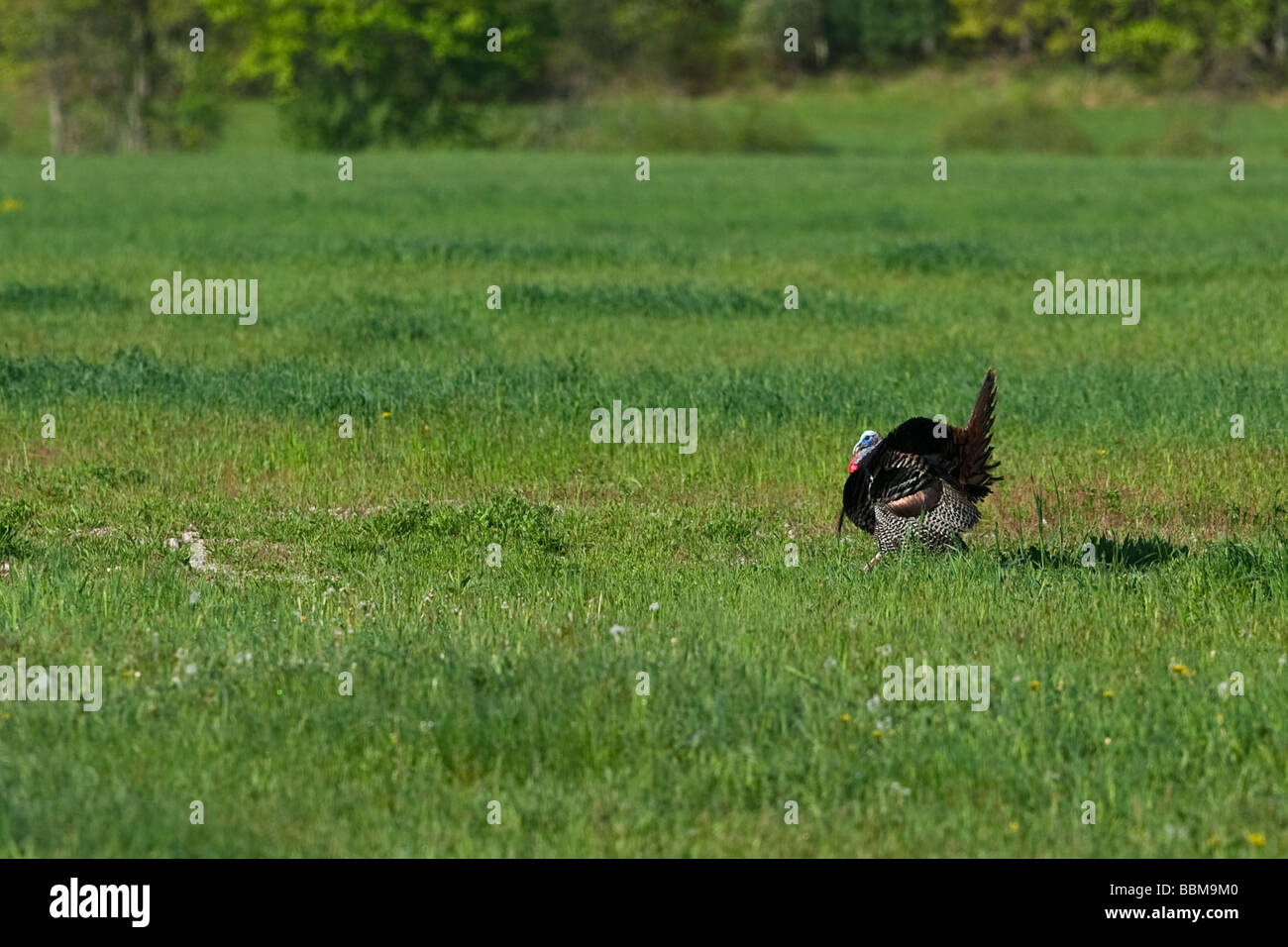 American Wild Turchia puntoni attraverso un campo erboso. Foto Stock