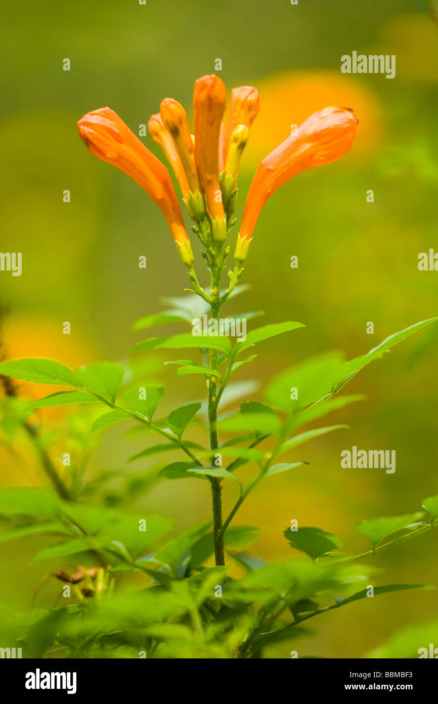 Un giallo e arancione fiore nel giardino tropicale. Foto Stock