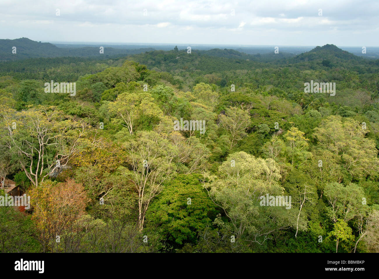 Vista dal Monte del Tempio Mulkirigala delle foreste tropicali, alberi decidui, Ceylon, Sri Lanka, Sud Asia Foto Stock