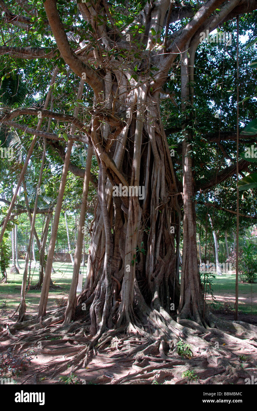 Ramificato enorme tronco di albero con radici aeree, Sacro Fig (Ficus religiosa), Talalla vicino Dondra, Oceano Indiano, Ceylon, Sri Lanka, Foto Stock
