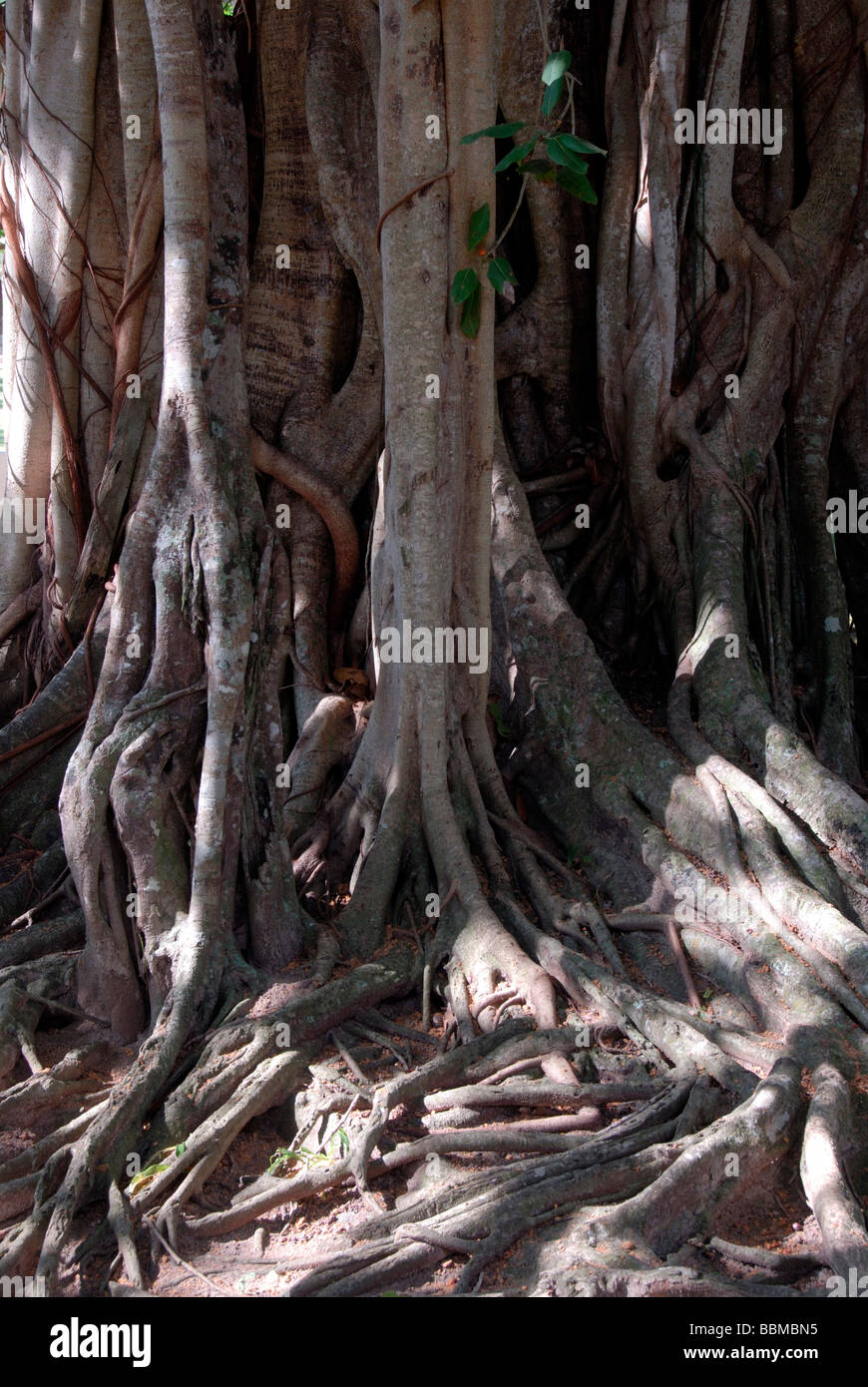 Ramificato enorme tronco di albero con radici aeree, Sacro Fig (Ficus religiosa), Talalla vicino Dondra, Oceano Indiano, Ceylon, Sri Lanka, Foto Stock