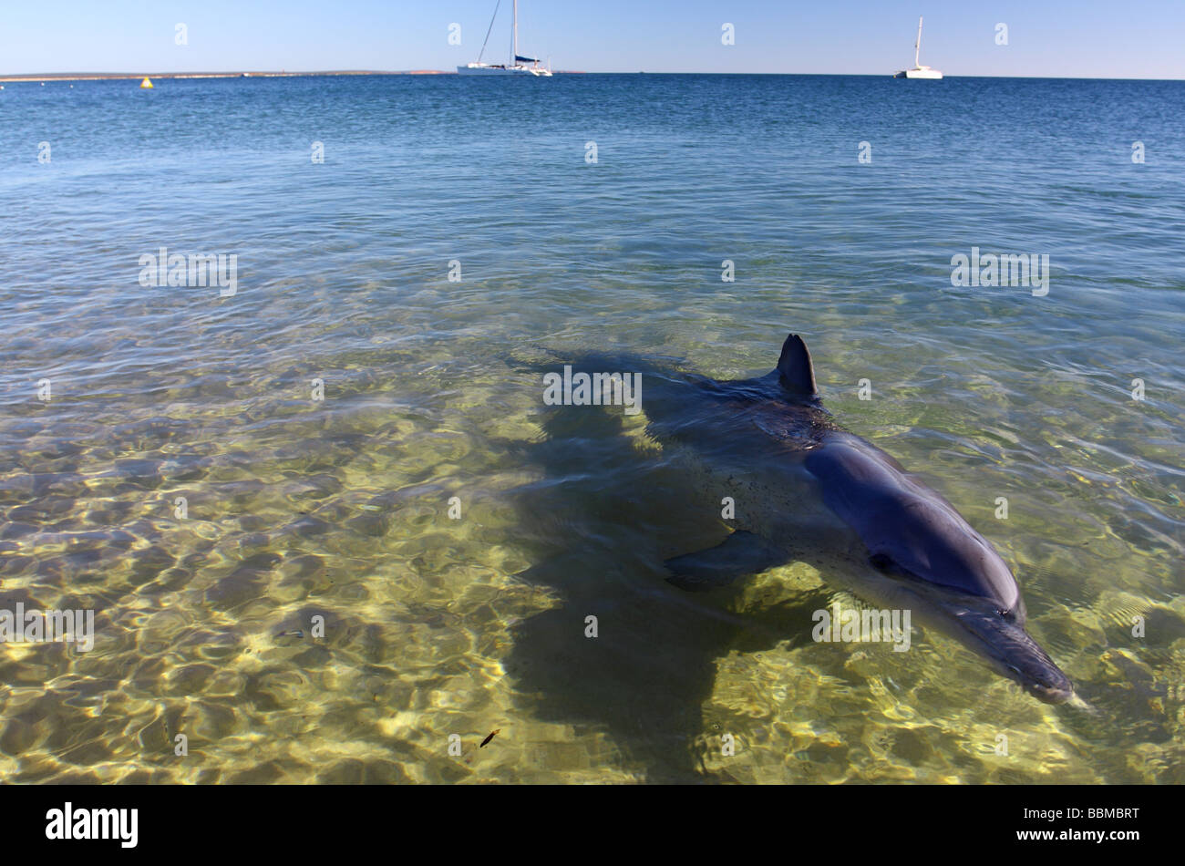Indo-pacifico delfino maggiore (Tursiops aduncus) in acque poco profonde, Monkey Mia, Shark Bay, Australia occidentale Foto Stock