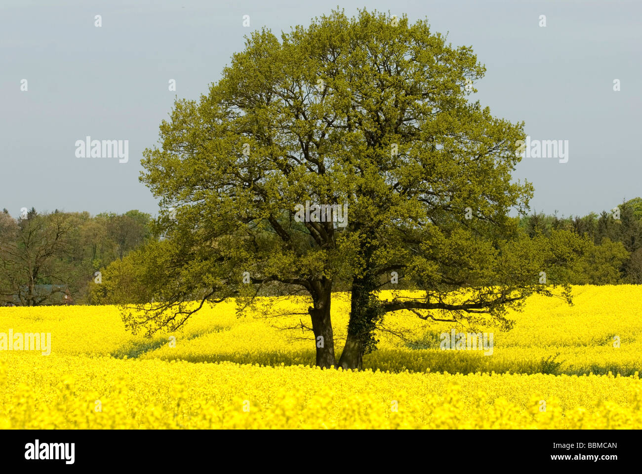 Albero in una fioritura canola field (Brassica napus) Foto Stock