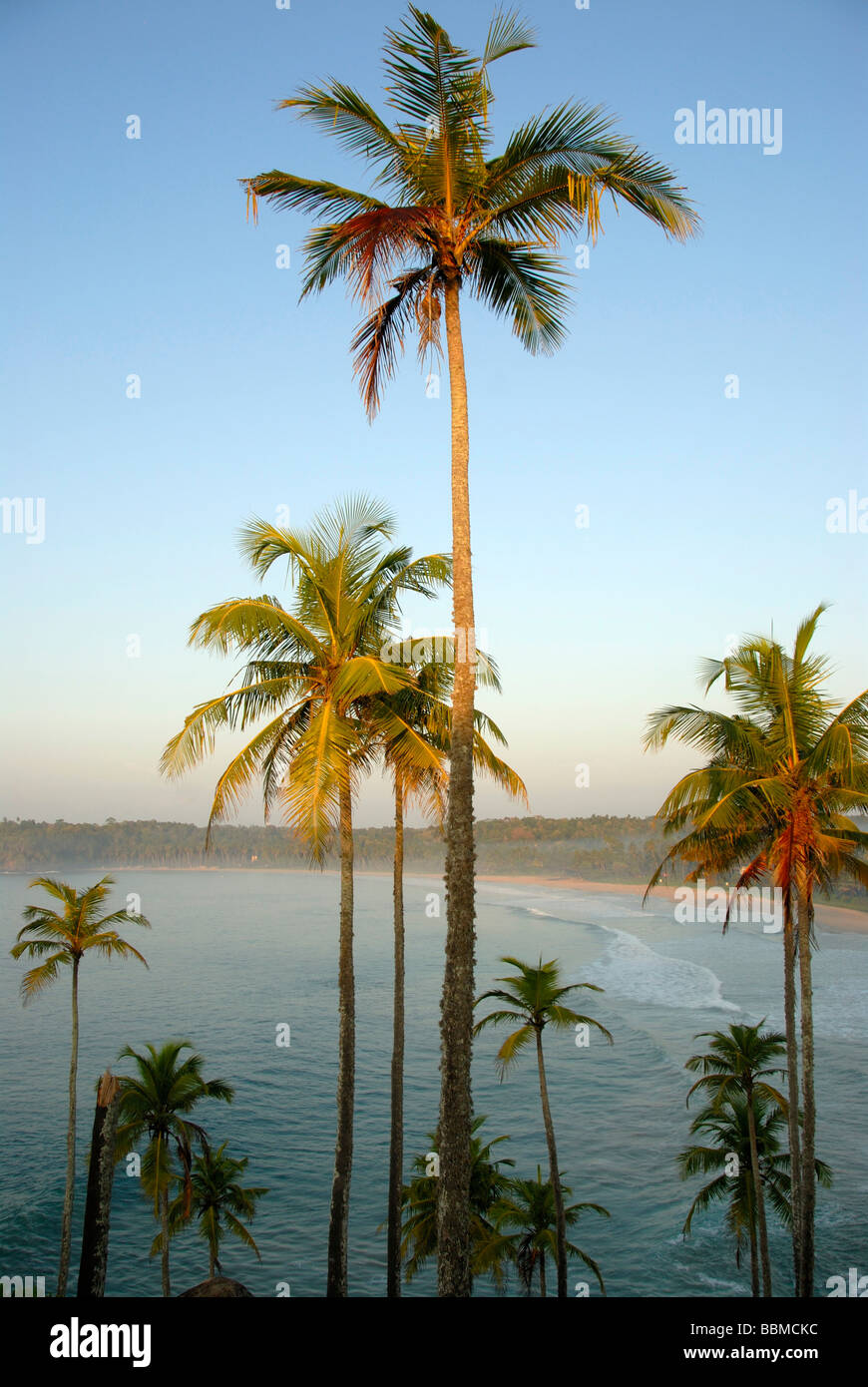 Palme da cocco contro il cielo blu, Talalla vicino Dondra, Oceano Indiano, Ceylon, Sri Lanka, Sud Asia Foto Stock